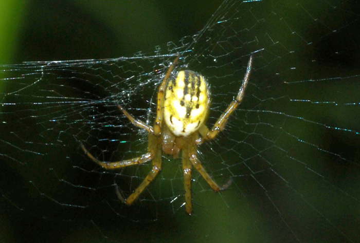 Mangora acalypha